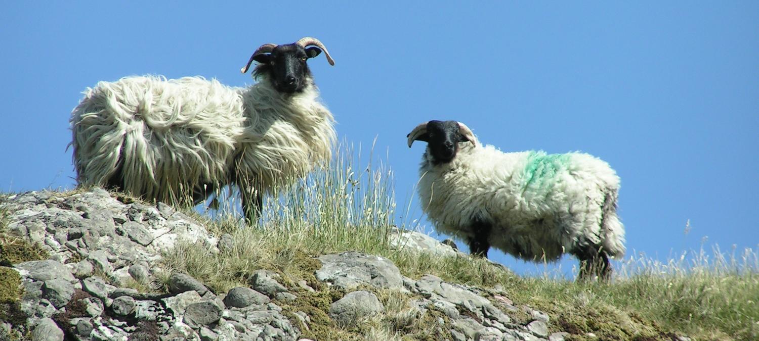 Residence Hotel Galway | Galway | 2